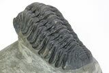 Excellent Phacopid (Morocops) Trilobite - Morocco #216580-3